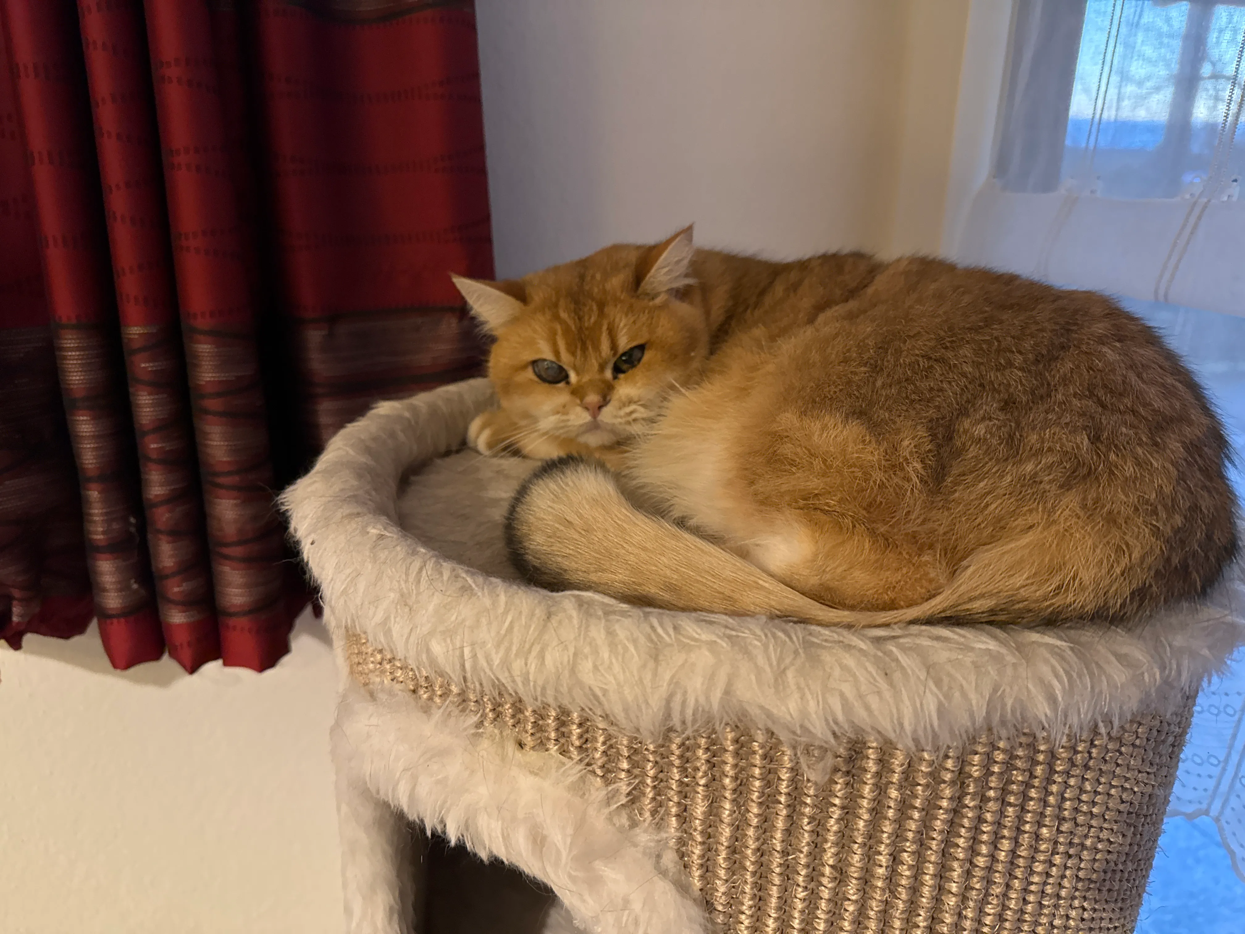 Katze Eddy