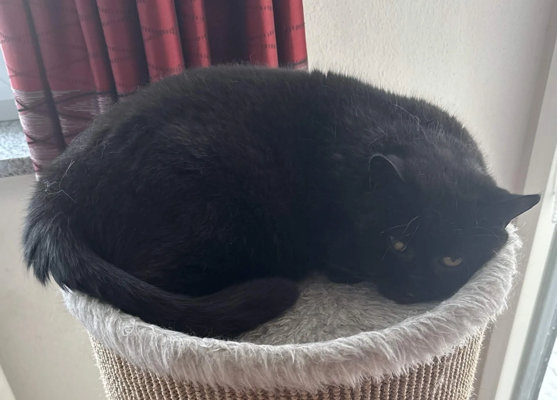 Katze Jessy