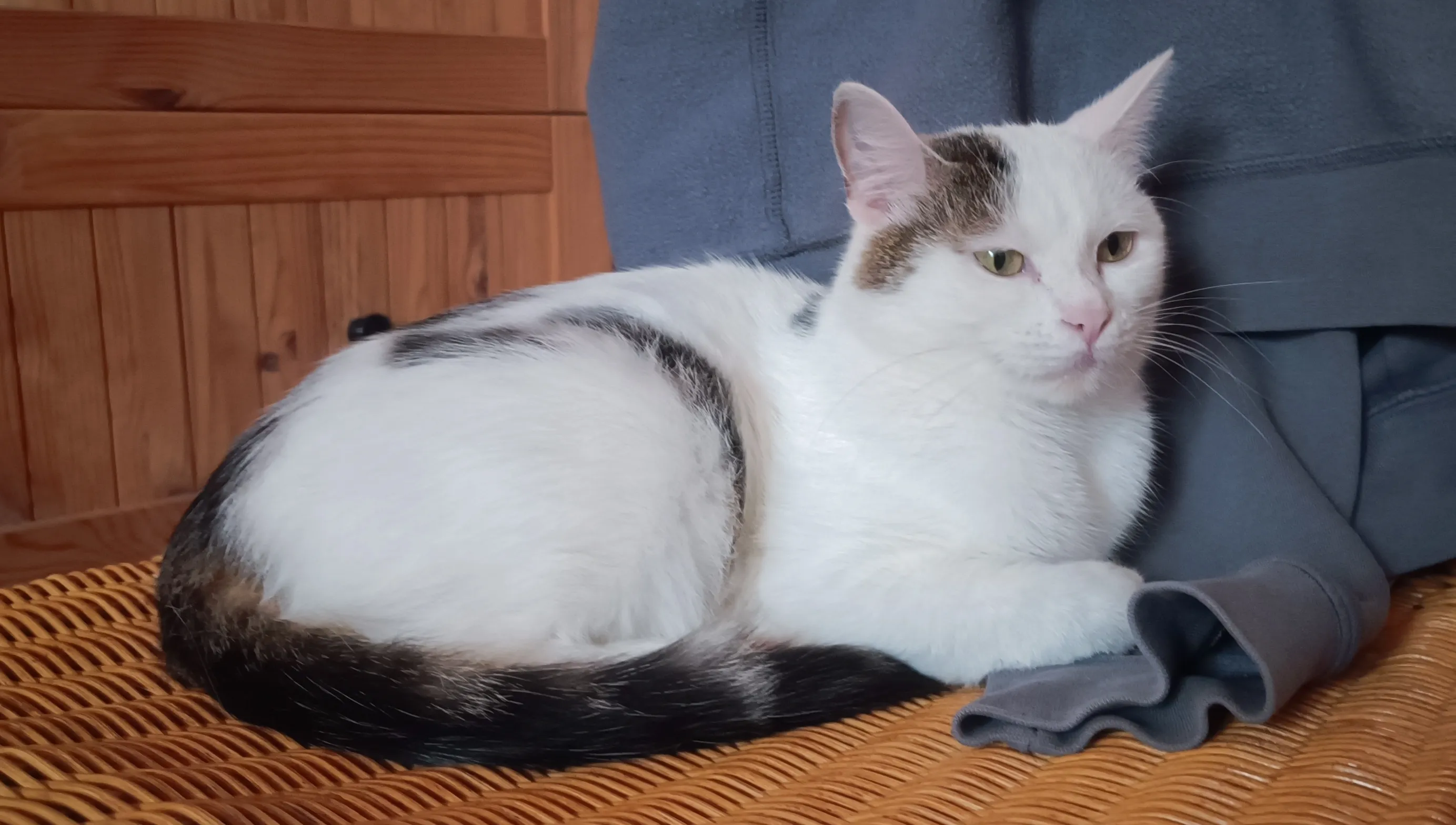 Katze Lily