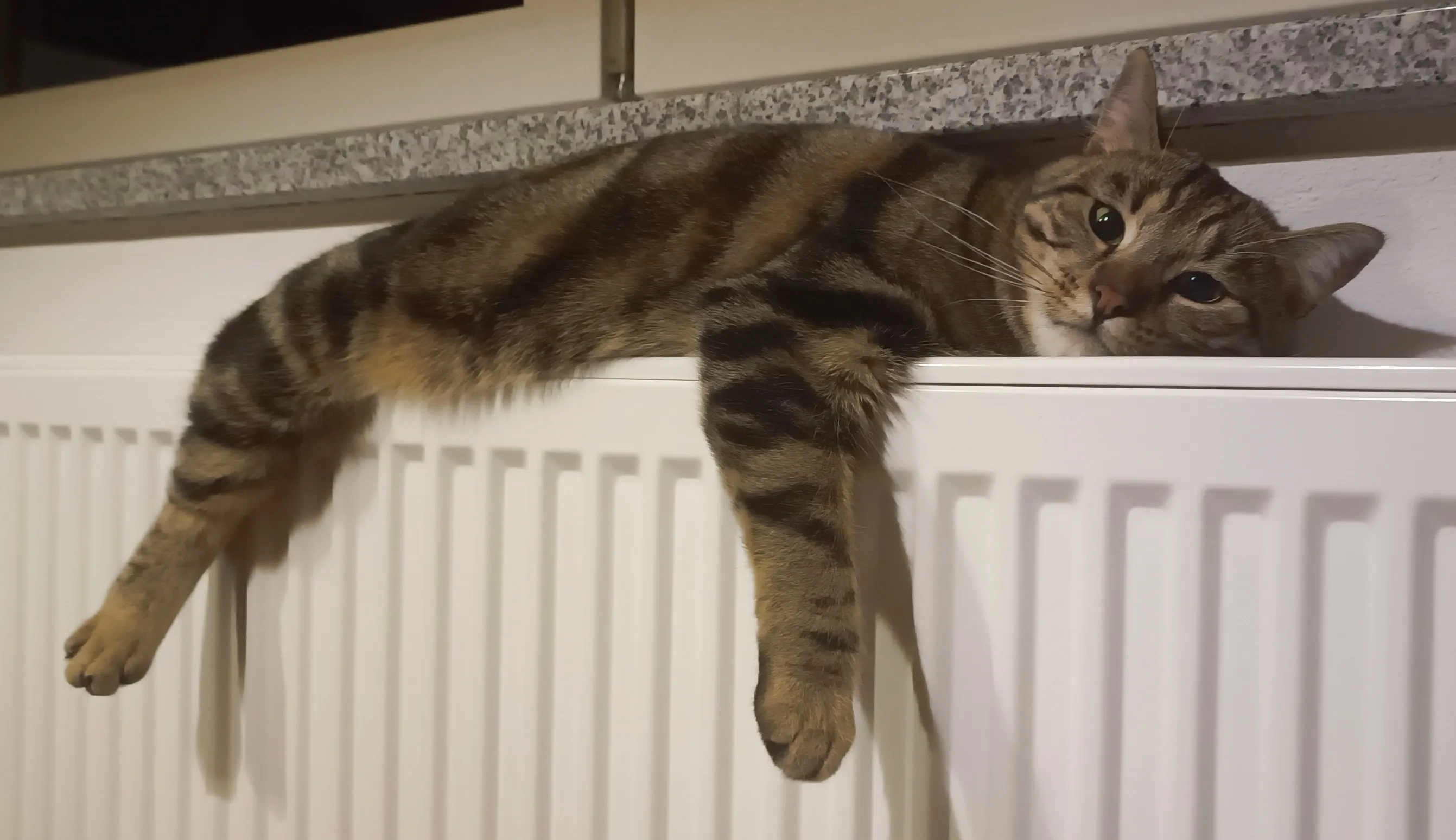Katze Lucky